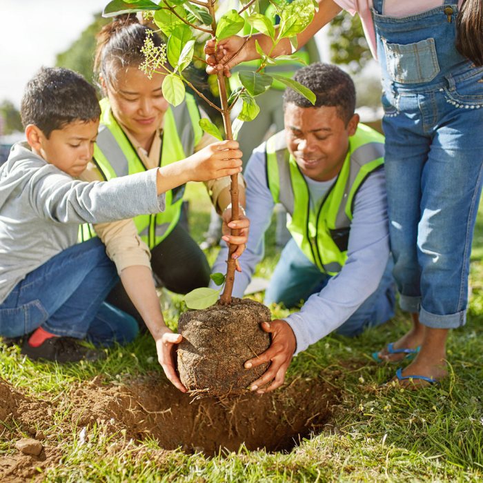 Trees growing shrubs pots potted tree patio basics