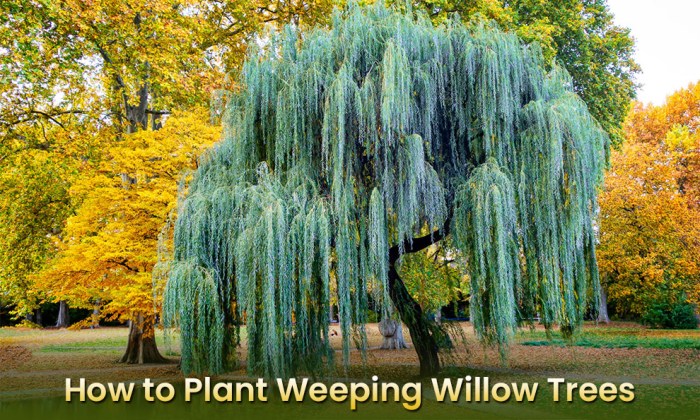 When to plant a weeping willow tree