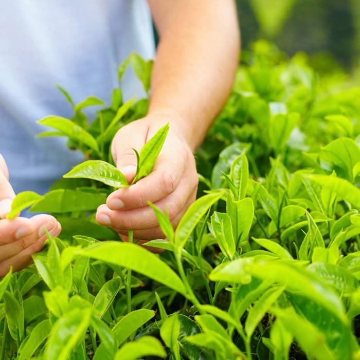 Tea tree camellia sinensis plant