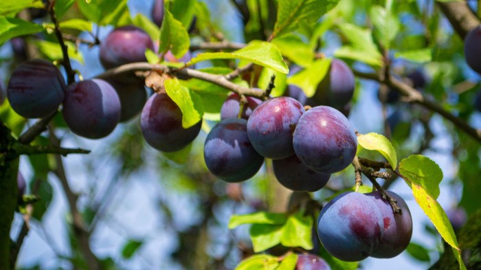 Where to plant plum trees