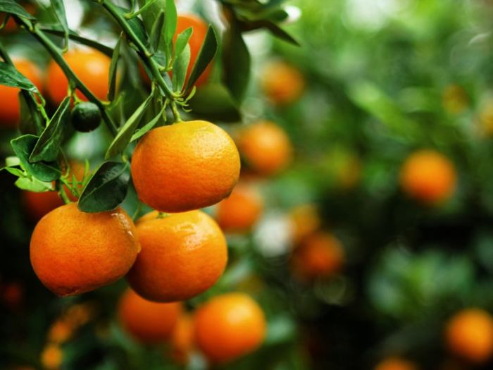 How to plant a tangerine tree