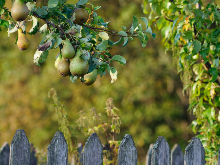 When to plant fruit trees in michigan