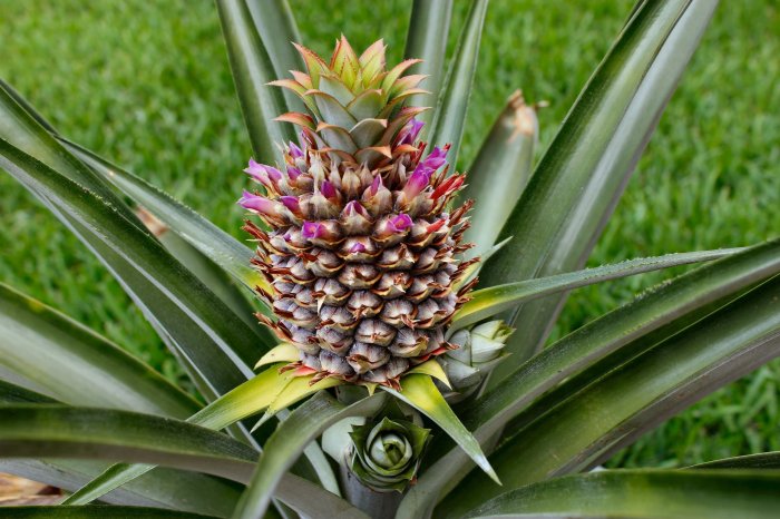 Pineapple plant or tree