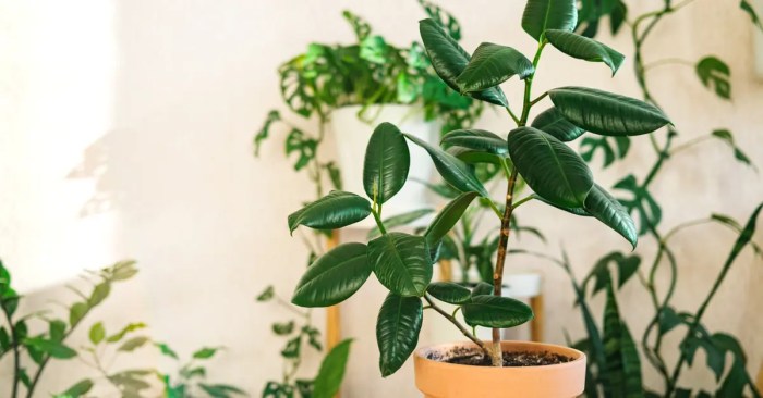 Propagate rubber tree plant