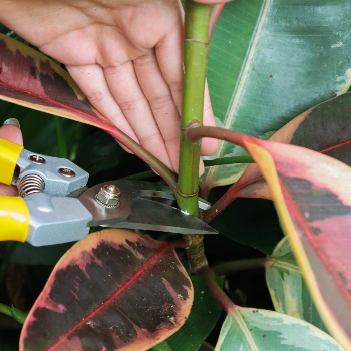 How to propagate rubber tree plant