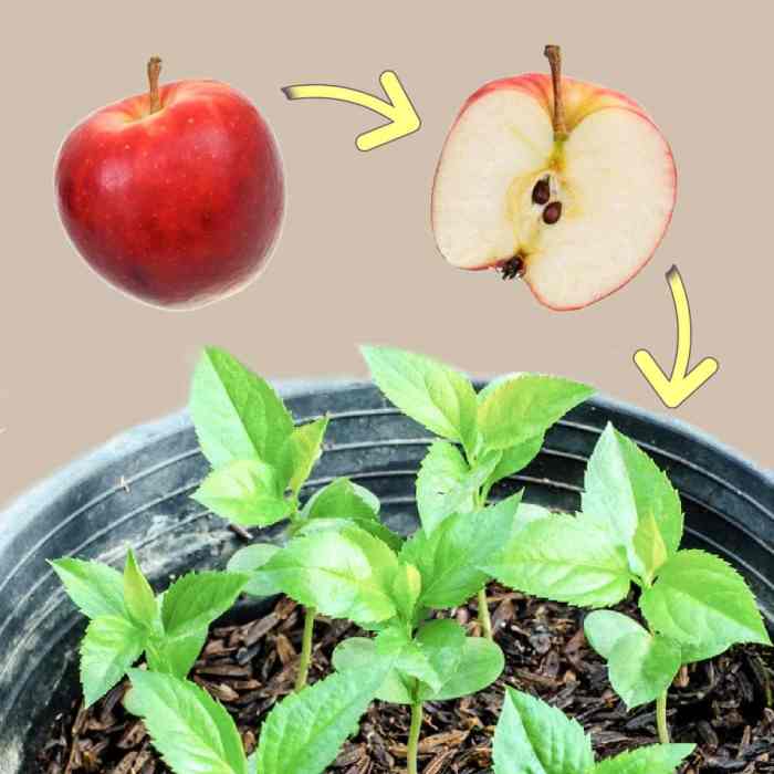 Plant apple tree from seed