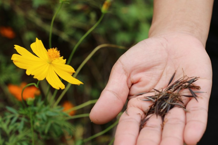 When to plant flower seeds