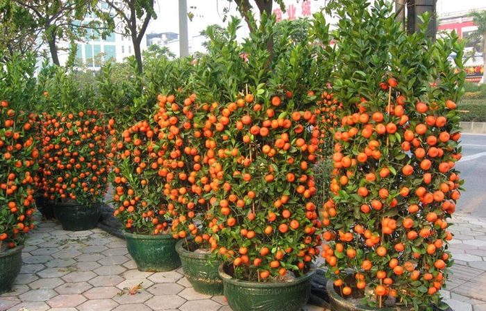 Tangerine tangerines grow trees growing where matter live