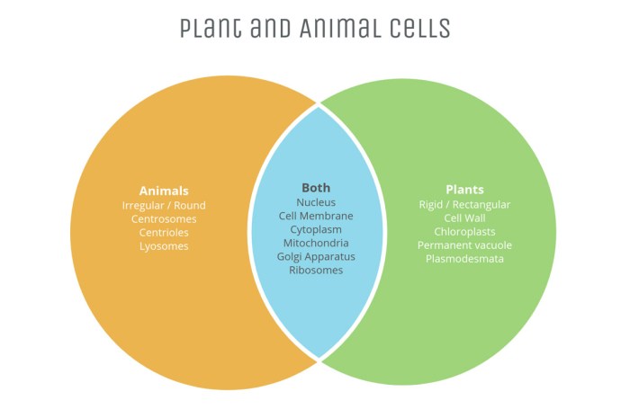 Plant and seed traits ven diagram