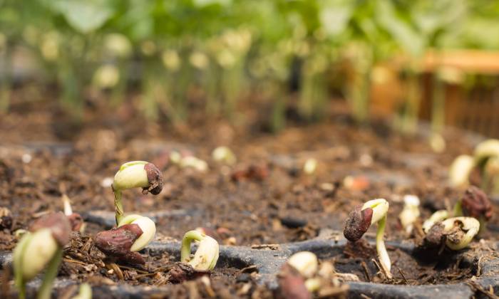 What happens if you plant moldy seeds